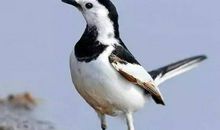 爱默生：相信自己