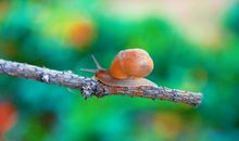 蜗牛背着那重重的壳呀，一步一步地往上爬