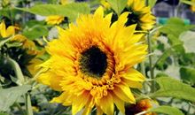 经典语录：真正的聪明是静下心来，听见自己本初的愿望。