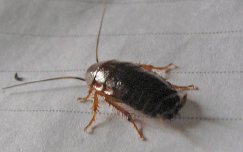 或者像蟑螂一样谦虚，或者像小强一样坚决地生活