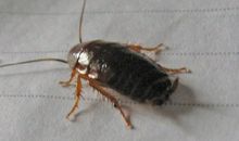 或卑微得像只蟑螂，或坚毅地活成小强