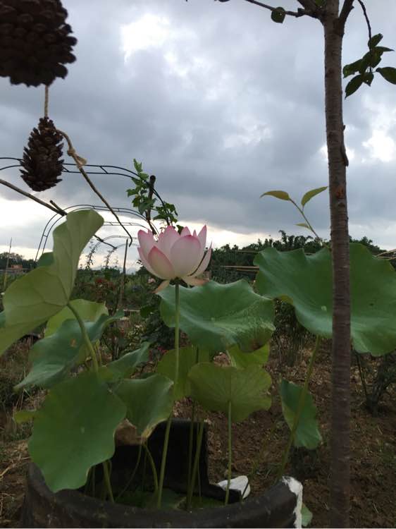 不断磨砺使生活美好。