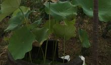 生命因磨炼而美丽