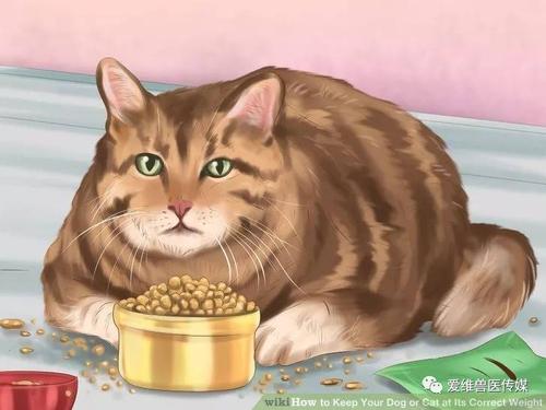 你的梦想喂狗了吗