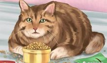 你的梦想喂狗了吗