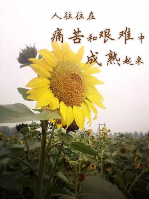 这房子可以租,但生活却不行