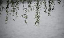 有关思念的语句