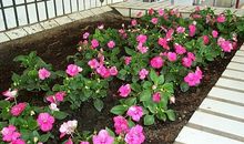 凤仙花的优美句子