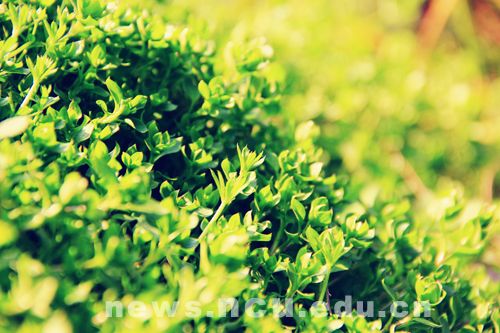 很好的句子描述春天的阳光