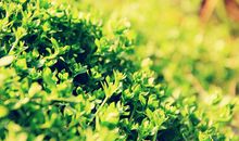 描写春天阳光的好句