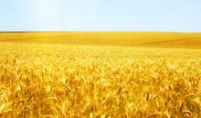 麦田里的守望者简介