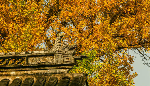 描述秋天银杏的句子