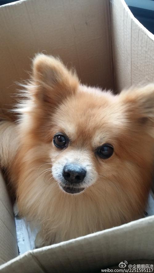 写动物：我的小狗