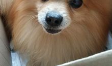 写一种动物：我家的小狗