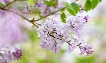 丁香花的优美句子