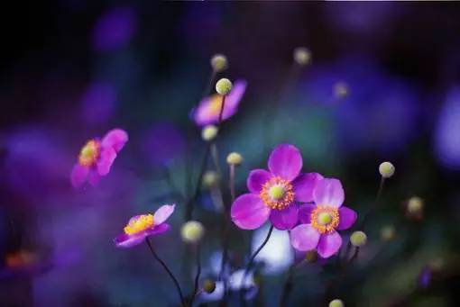 经典语录:实现梦想的最好方法是醒来