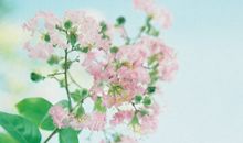 经典语录：玫瑰有刺，因为是玫瑰