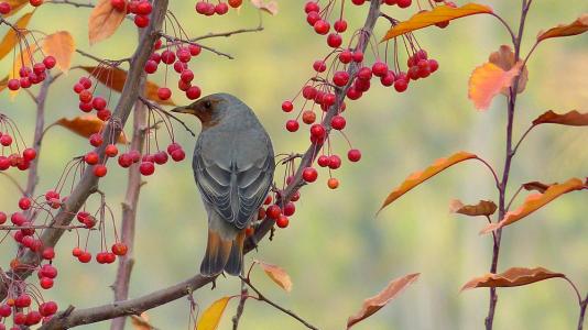与鸟类有关的陈述