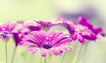 关于夏天的优美句子大全