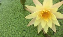 洛夫：众荷喧哗