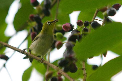 五年级组成:窗外的鸟