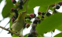 五年级作文：窗外的鸟