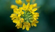 清明思念亲人的语句