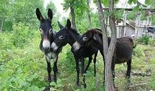 刘亮程：通驴性的人