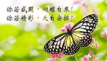 如果你盛开，蝴蝶来了，如果你很美，天空将会安排