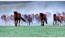 形容马跑得快的成语