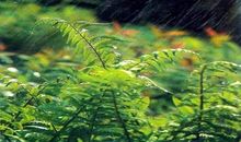 有关春雨的优美句子