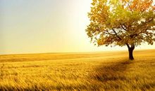 歌颂秋天景象的诗句