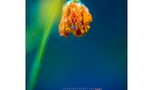 经典语录：淡视云起云落，静看花开花谢