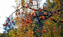 秋天的果实的优美句子