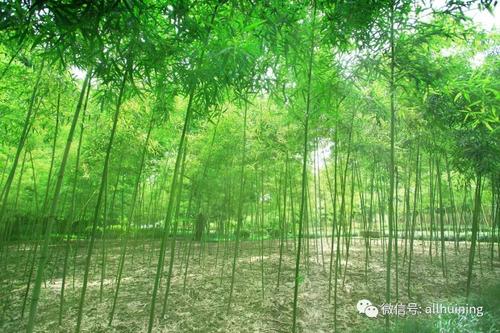 高中作文:幽游观中情