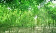 高中作文：悠悠关中情