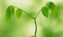 在逆境中成长的名人名言