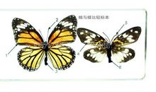 杏林子：蝶与蛾