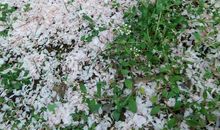 一地落花的优美句子