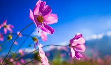 心情舒畅的句子