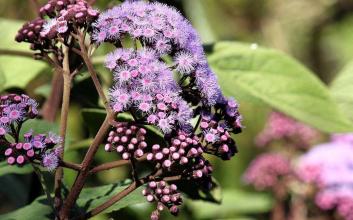 为什么我们喜欢对亲人开火?