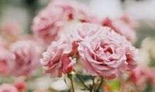 爱一朵花，就别让它离开自己的枝头