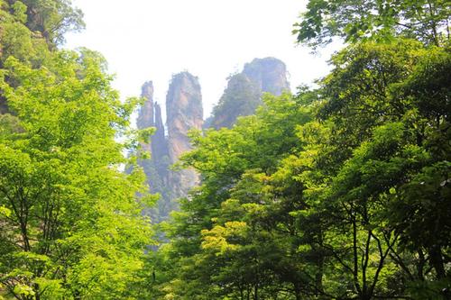 描述森林公园的句子