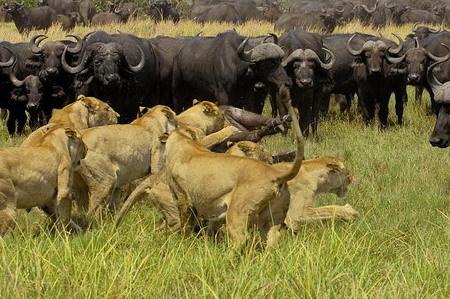 启示:狮子与大象