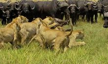 励志感悟：狮子和大象