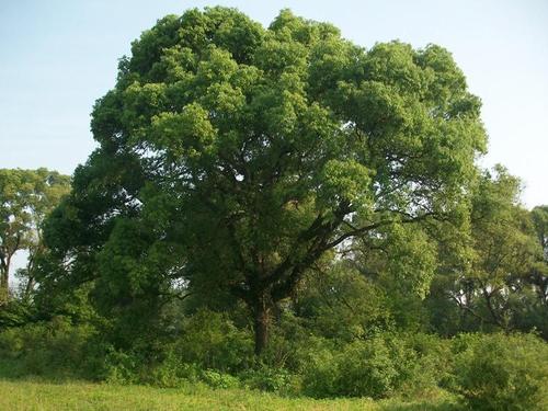樟树组成