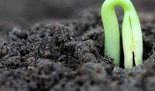 把自己当成一颗种子