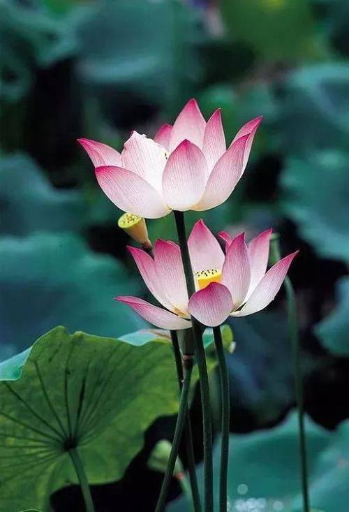 李尚银：给莲花