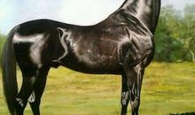 杜甫：房兵曹胡马