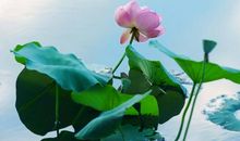 有关夏季的优美句子